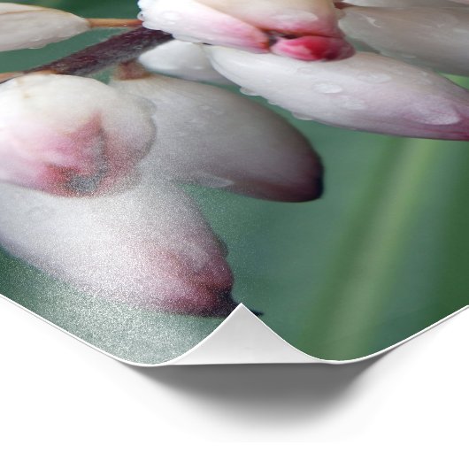 Impression Photo Gingers Shell (Coin)