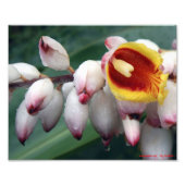 Impression Photo Gingers Shell (Devant)