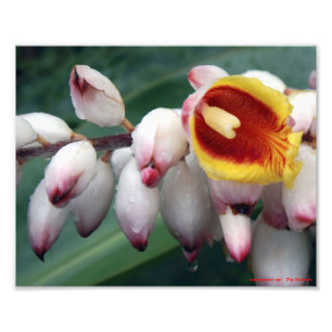 Impression Photo Gingers Shell