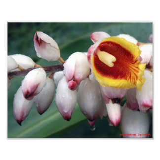 Impression Photo Gingers Shell