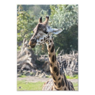 Impression Photo Girafe