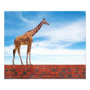 Impression Photo Girafe au mur