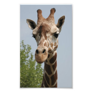 Impression Photo Girafe Mignonne