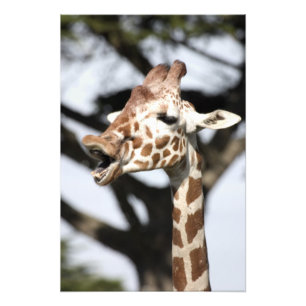 Impression Photo Girafe réticulé au visage drôle, San Francisco