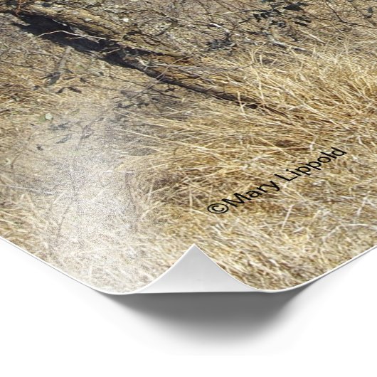 IMPRESSION PHOTO GIRAFFE (Coin)