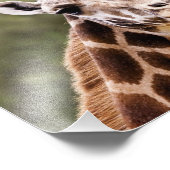 Impression Photo Giraffe (Coin)