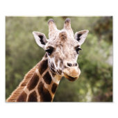 Impression Photo Giraffe (Devant)
