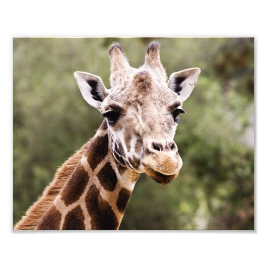 Impression Photo Giraffe (Devant)