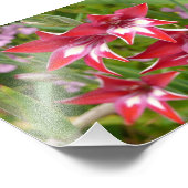 Impression Photo Glaïeuls rouges et blancs Été botanique (Coin)