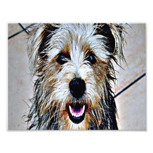 Impression Photo Glen d'Imaal Terrier (Devant)