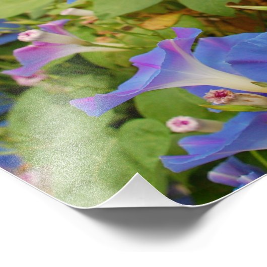 Impression Photo Glories du matin (Coin)