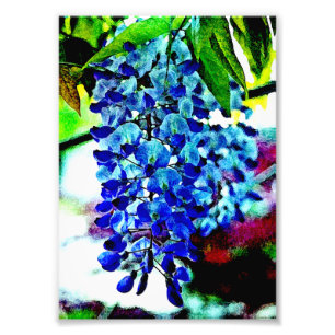 Impression Photo Glycines bleues