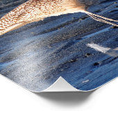 Impression Photo Godwit marbré au coucher du soleil (Coin)