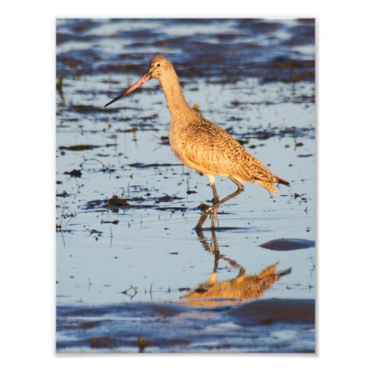 Impression Photo Godwit marbré dans l'océan Pacifique (Devant)