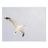 Impression Photo Goéland (Devant)