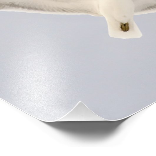 Impression Photo Goéland (Coin)