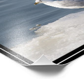 Impression Photo Goéland sur glace (Coin)