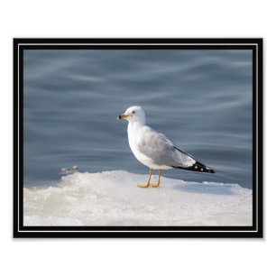 Impression Photo Goéland sur glace