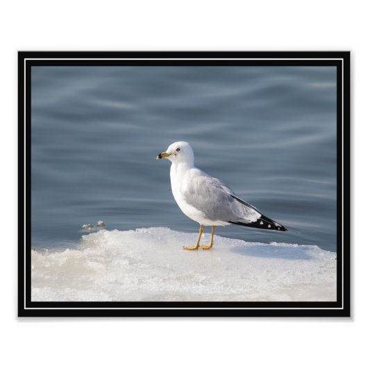 Impression Photo Goéland sur glace (Devant)