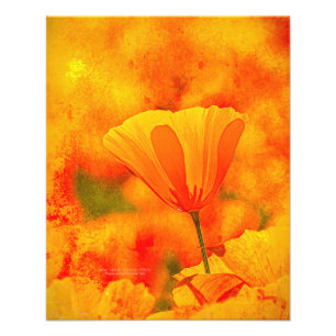 Impression Photo Golden Orange California Poppy "Terre D'Orange"