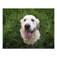 Golden Retriever souriant