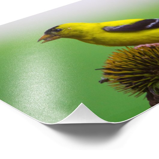 Impression Photo Goldfinch mangeant des graines de confleur (Coin)