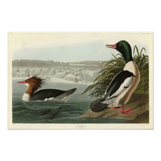 Impression Photo Goosander (Merganser commun) Oiseaux d'Audubon (Devant)