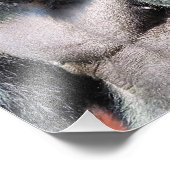 IMPRESSION PHOTO GORILLA (Coin)