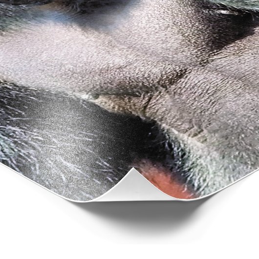 IMPRESSION PHOTO GORILLA (Coin)