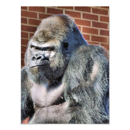 IMPRESSION PHOTO GORILLA (Devant)