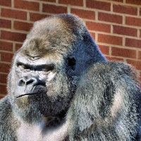 GORILLA