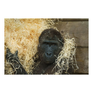 Impression Photo Gorilla Et Sa Laine De Bois