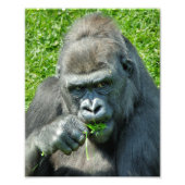 IMPRESSION PHOTO GORILLAS (Devant)