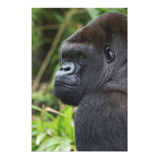 Impression Photo Gorille de Silverback Lowland, captif de Gorilla (Devant)