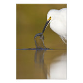 Impression Photo Gotcha (Devant)