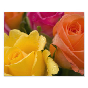 Impression Photo Gouttes de pluie sur les roses jaune-orange et