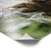 Impression Photo Graines de chardon blanc 10x8 Nature (Coin)