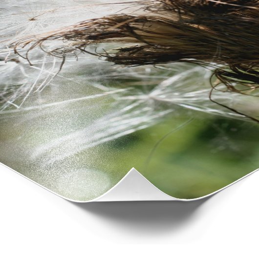 Impression Photo Graines de chardon blanc 10x8 Nature (Coin)