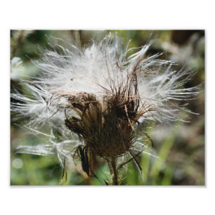 Impression Photo Graines de chardon blanc 10x8 Nature