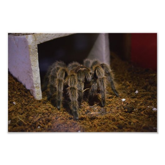 Impression Photo Grammostola Rosea (Devant)
