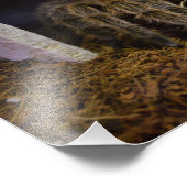 Impression Photo Grammostola Rosea (Coin)