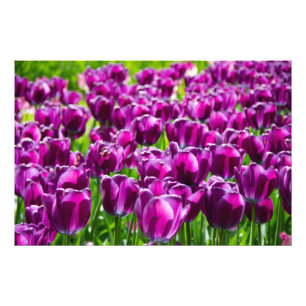 Impression Photo Grand champ de tulipes pourpres