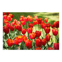 Grand champ de tulipes rouges
