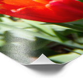 Impression Photo Grand champ de tulipes rouges (Coin)