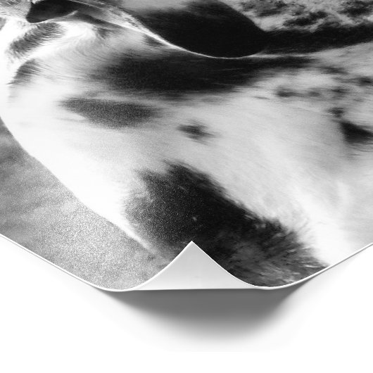 IMPRESSION PHOTO GRAND DANE (Coin)