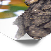 Impression Photo Grand-duc d'Amérique (Coin)