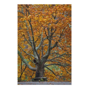 Impression Photo Grand érable en automne, Bass Lake, près de