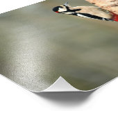 Impression Photo Grand pic tacheté sur un bouleau d'argent (Coin)