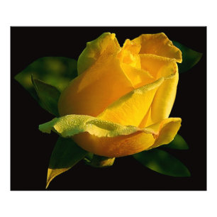 Impression Photo Grand Rose Jaune 