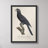 Impression Photo Grand Vasa, Coracopsis Vasa Illustration